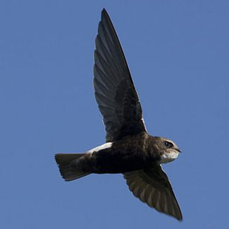 Apus affinis (Little swift) 