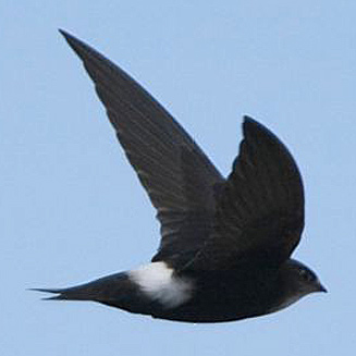 Apus horus (Horus swift)