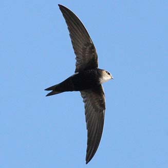 Apus horus (Horus swift)