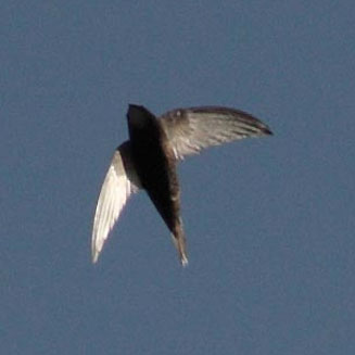 Schoutedenapus myoptilus (Scarce swift)