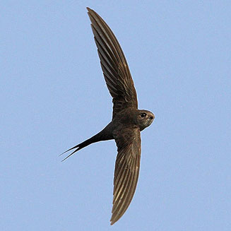 Cypsiurus parvus (African palm-swift)