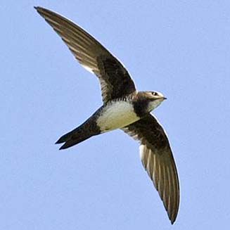 Tachymarptis melba (Alpine swift)