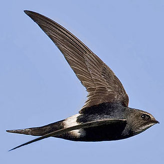 Apus caffer (White-rumped swift)