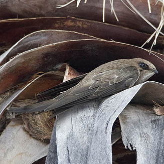 Apus bradfieldi (Bradfield's swift)