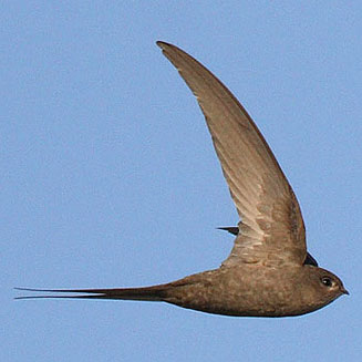Cypsiurus parvus (African palm-swift)