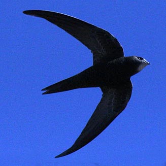 Apus apus (Common swift, European swift)