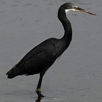 Egretta gularis (Western reef heron) 