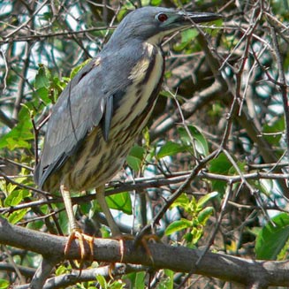 Ixobrychus sturmii (Dwarf bittern)