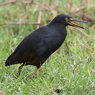 Ardeola rufiventris (Rufous-bellied heron) 