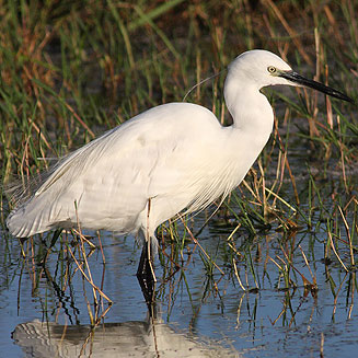 Egretta garzetta (Little egret) 