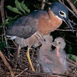 Gorsachius leuconotus (White-backed night-heron) 