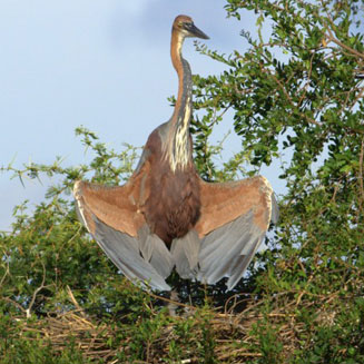Ardea goliath (Goliath heron)