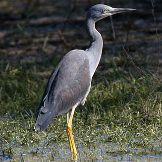 Egretta vinaceigula (Slaty egret) 