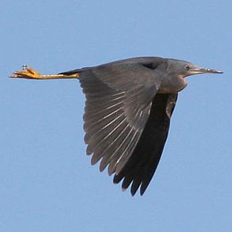 Egretta vinaceigula (Slaty egret) 