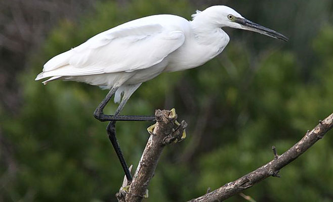 Egretta garzetta (Little egret) 