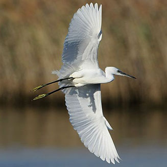 Egretta garzetta (Little egret) 