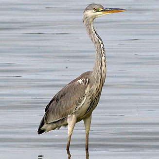 Ardea cinerea (Grey heron)