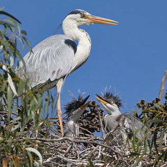 Ardea cinerea (Grey heron)