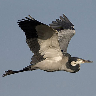 Ardea melanocephala (Black-headed heron)