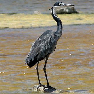 Ardea melanocephala (Black-headed heron)