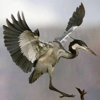 Ardea melanocephala (Black-headed heron)