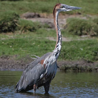 Ardea goliath (Goliath heron)
