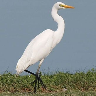 Egretta intermedia (Yellowbilled egret)  