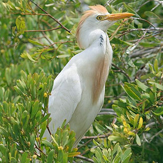 Bubulcus ibis (Cattle egret)