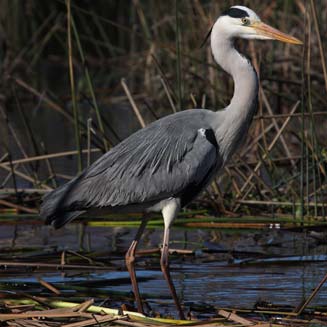 Ardea cinerea (Grey heron)