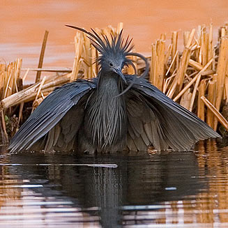 Egretta ardesiaca (Black heron, Black egret) 