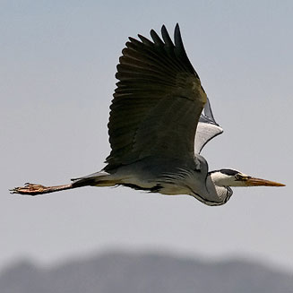 Ardea cinerea (Grey heron)