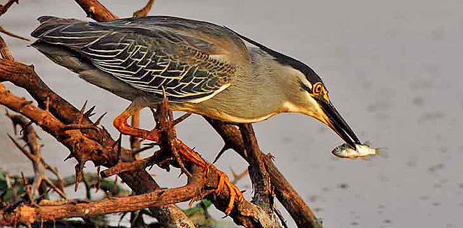 Butorides striatus (Greenbacked heron, Striated heron)