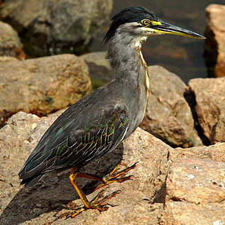 Butorides striatus (Greenbacked heron, Striated heron)