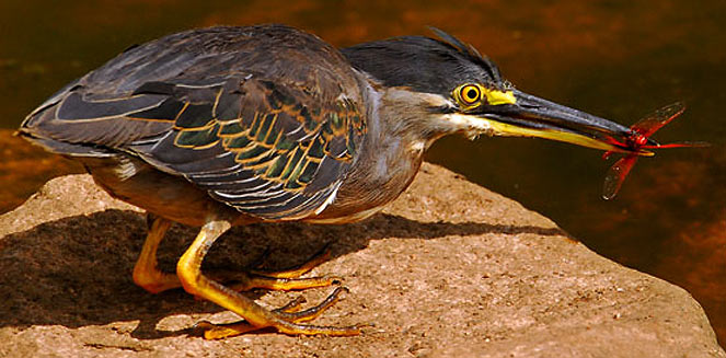 Butorides striatus (Greenbacked heron, Striated heron)