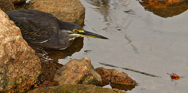 Butorides striatus (Greenbacked heron, Striated heron)