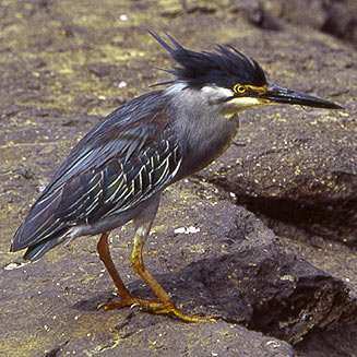 Butorides striatus (Greenbacked heron, Striated heron)