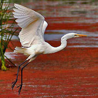 Egretta alba (Great egret, Great white egret)
