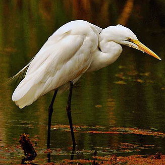 Egretta alba (Great egret, Great white egret)