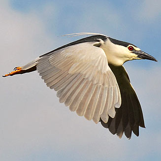 Nycticorax nycticorax (Blackcrowned night heron)