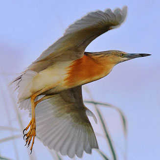 Ardeola ralloides (Squacco heron, Common squacco heron) 