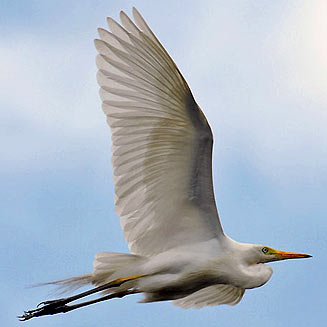 Egretta intermedia (Yellowbilled egret)  