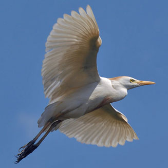Bubulcus ibis (Cattle egret)