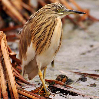 Ardeola ralloides (Squacco heron, Common squacco heron) 