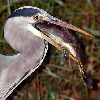 Ardea cinerea (Grey heron)
