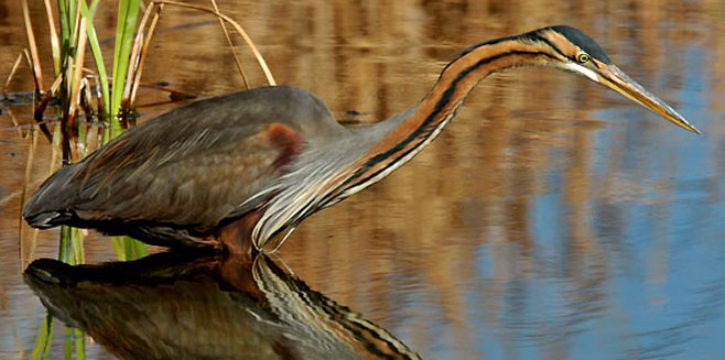 Ardea purpurea (Purple heron)
