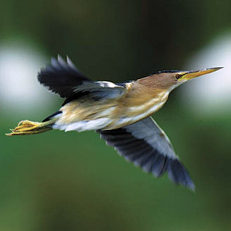 Ixobrychus minutus (Little bittern) 