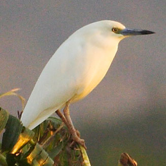 Ardeola idae (Malagasy pond-heron, Madagascar squacco heron)
