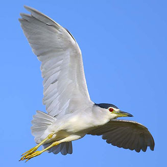 Nycticorax nycticorax (Blackcrowned night heron)
