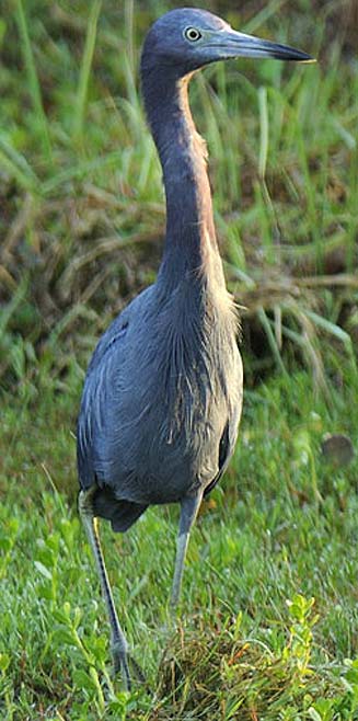 Egretta caerulea (Little blue heron) 