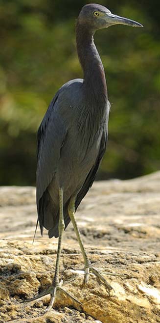 Egretta caerulea (Little blue heron) 